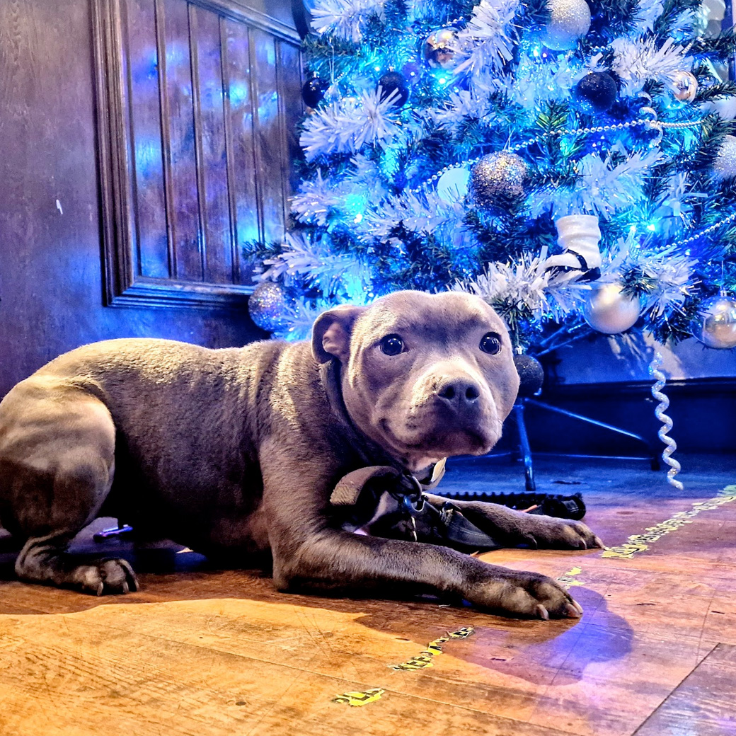 Ralph the dog (Christmas 2022)