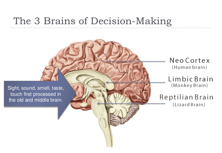 3 brains graphic