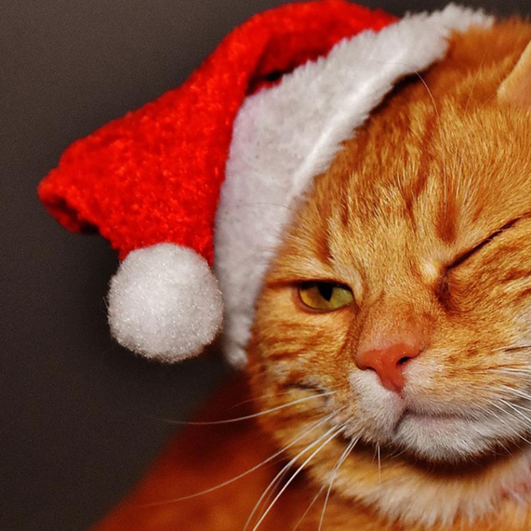 Christmas Opening Hours